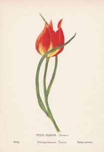 Flores silvestres de Tierra Santa: Tulipa Praecox, Tenore; Tulipán (grabado coloreado) de Hannah Zeller