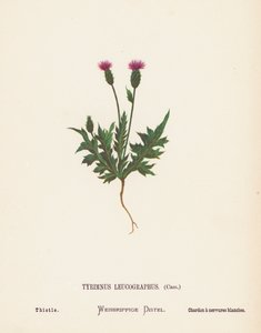 Flores silvestres de Tierra Santa: Tyrimnus Leucographus, Cass; Cardo (grabado coloreado)