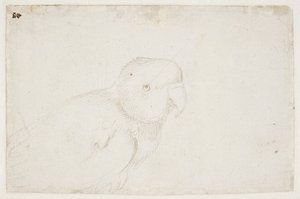 Periquito de Hans Baldung Grien