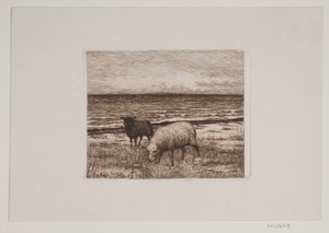 Ovejas en la orilla