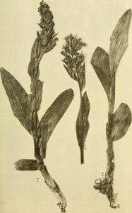 Anales del K.K. Museo del Tribunal de Historia Natural (1914) (18196503932) de Hans Fleischmann