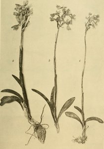 Anales del K.K. Museo del Tribunal de Historia Natural (1914) (18201357971) de Hans Fleischmann