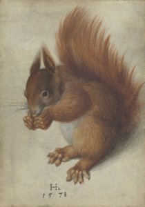 Ardilla Roja de Hans Hoffmann