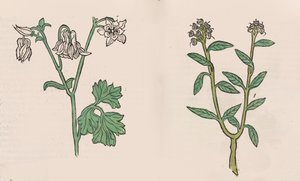 Herbarius - Gart der gesuntheit - Hortus sanitatis de Hans Schönsperger