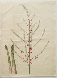 Asparagus officinalis del álbum Gottorfer Codex, c.1650