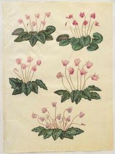 Cyclamen purprascens del álbum Gottorfer Codex, c.1650