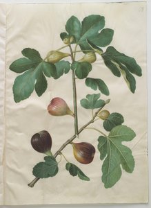Ficus carica del álbum Gottorfer Codex, c.1650 de Hans Simon Holtzbecher
