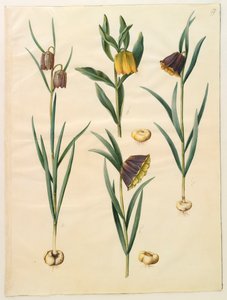 Fritilleria meleagris del álbum Gottorfer Codex, c.1650 de Hans Simon Holtzbecher