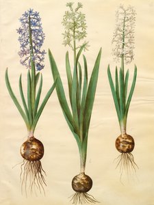 Hyacinthoides orientalis del álbum Gottorfer Codex, c.1650 de Hans Simon Holtzbecher