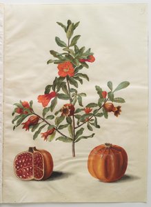 Punica granatum del álbum Gottorfer Codex, c.1650 de Hans Simon Holtzbecher