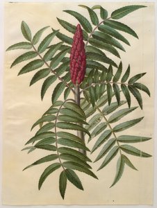 Rhus typhina del álbum Gottorfer Codex, c.1650