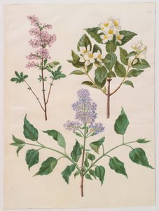 Syringa persica, philadelphus coronarius y syringa vulgaris del álbum Gottorfer Codex, c.1650 de Hans Simon Holtzbecher