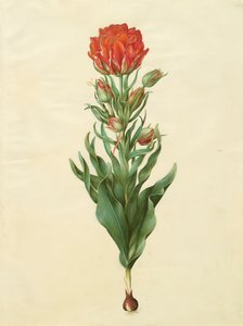 Tulipa gesneriana del álbum Gottorfer Codex, c.1650 de Hans Simon Holtzbecher