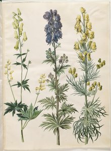 Aconitum lycoctonum (acónito nórdico); Aconitum napellus (acónito común); Aconitum anthora (acónito de hojas finas) de Hans Simon Holtzbecker