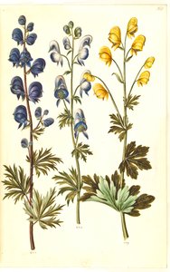 Aconitum napellus (?) (acónito común); Aconitum variegatum, posiblemente Aconitum ×cammarum (?) (acónito variado, posiblemente acónito de jardín); Aconitum anthora (acónito de hojas finas)