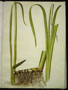 Acorus calamus