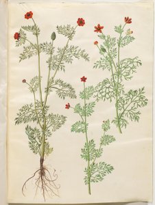 Adonis annua (adonis de otoño); Adonis aestivalis (adonis de verano) de Hans Simon Holtzbecker