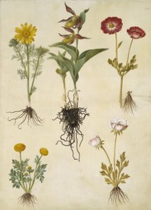 Adonis vernalis; Cypripedium calceolus; Ranunculus asiaticus; Ranunculus de Hans Simon Holtzbecker