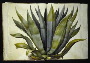 Agave americana (agave común) de Hans Simon Holtzbecker