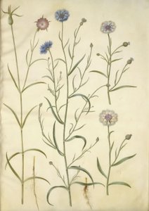 Agrostemma githago (clavelina común); Centaurea cyanus (aciano) de Hans Simon Holtzbecker