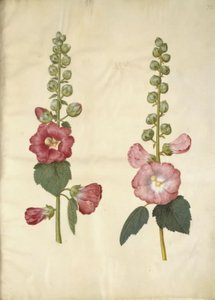 Alcea rosea (malvarrosa)