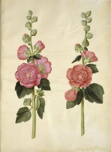 Alcea rosea (malvarrosa)