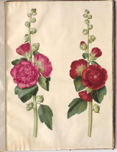 Alcea rosea (malvarrosa)