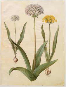 Allium moly (ajo dorado); Allium nigrum (ajo negro) de Hans Simon Holtzbecker