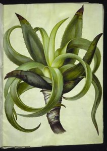 Aloe (aloe) de Hans Simon Holtzbecker