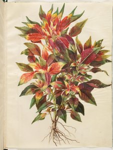 Amaranthus tricolor (amaranto papagayo) de Hans Simon Holtzbecker