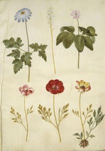 Anemone apennina (anémona de los Apeninos); Tiarella cordifolia (flor de espuma común); Anemone trifolia (anémona trifolia); Ranunculus asiaticus (ranúnculo asiático) de Hans Simon Holtzbecker