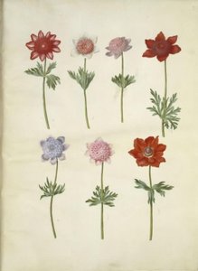 Anemone coronaria (anémona francesa) de Hans Simon Holtzbecker