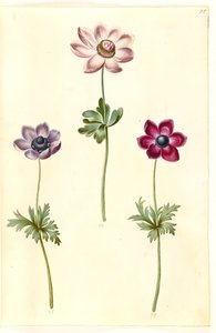 Anémona coronaria (anémona francesa) de Hans Simon Holtzbecker