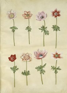 Anemone coronaria (anémona francesa) de Hans Simon Holtzbecker