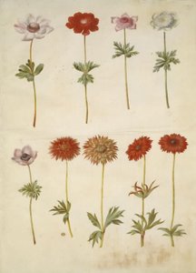 Anemone coronaria; Anemone ×fulgens de Hans Simon Holtzbecker