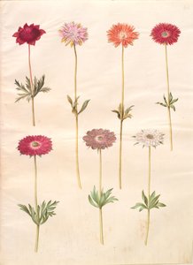 Anemone coronaria (anémona francesa); Anemone ×fulgens (anémona brillante) de Hans Simon Holtzbecker