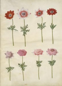 Anemone coronaria L. (anémona francesa); Anemone pavonina (anémona de pavo real) de Hans Simon Holtzbecker