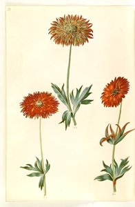 Anémona ×fulgens (anémona brillante) de Hans Simon Holtzbecker