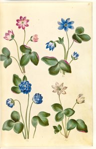 Anemone hepatica (anémona azul) de Hans Simon Holtzbecker