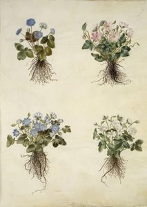 Anémona hepatica (anémona azul) de Hans Simon Holtzbecker