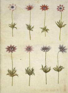 Anemone pavonina (anémona de pavo real) de Hans Simon Holtzbecker