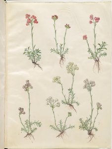 Antennaria dioica (pie de gato común) de Hans Simon Holtzbecker
