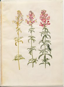 Antirrhinum majus (boca de dragón) de Hans Simon Holtzbecker