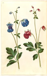 Aquilegia vulgaris (aguileña común)