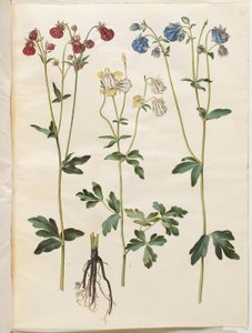 Aquilegia vulgaris (aguileña común) de Hans Simon Holtzbecker