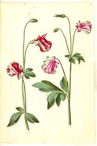 Aquilegia vulgaris (aguileña común) de Hans Simon Holtzbecker