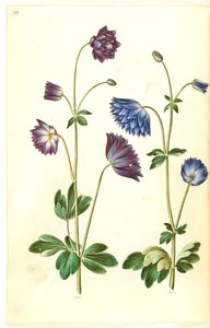 Aquilegia vulgaris (aguileña común) de Hans Simon Holtzbecker