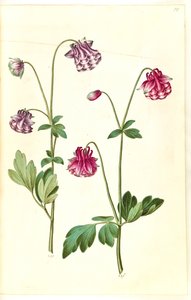 Aquilegia vulgaris (aguileña común) de Hans Simon Holtzbecker
