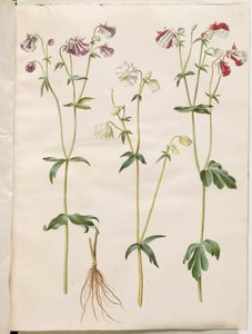 Aquilegia vulgaris (aguileña común) de Hans Simon Holtzbecker