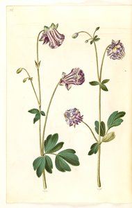 Aquilegia vulgaris (aguileña común) de Hans Simon Holtzbecker
